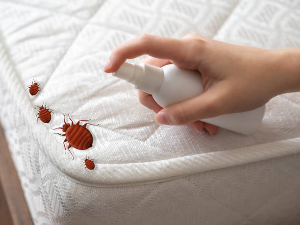 Best Residential Pest Control  in Duluth, WA