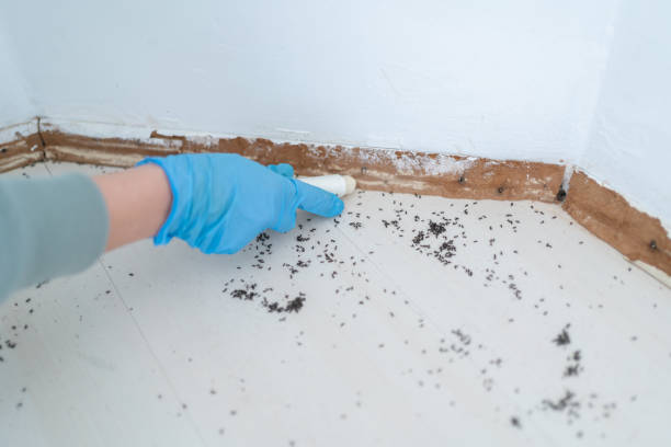 Best Mosquito Control Services  in Duluth, WA